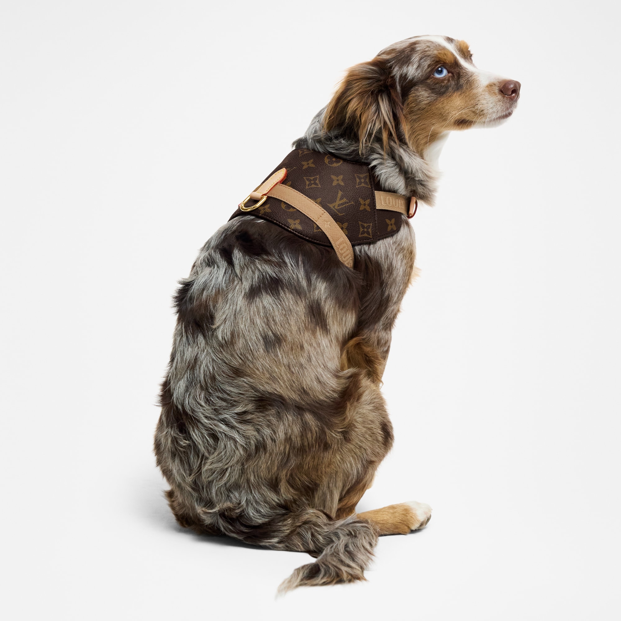 Harness MM - Luxury Pet Accessories - GI1222 Brown | LOUIS VUITTON
